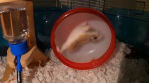 GoPro 10 vs Dwarf Hamster