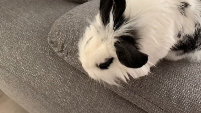 Наш любимчик