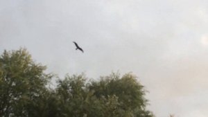 Коршун. Красивый полет коршунов в утреннем небе.Kite. flying a kite.