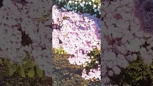 какие осенние цветы смотреть онлайн