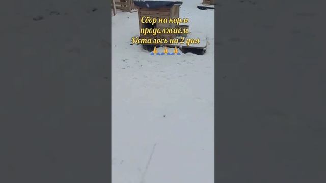 ?☎️СБЕР и СБП 8(953)-166-36-98 Всем спасибо кто не прошёл мимо? #приютдляживотных смотреть онлайн
