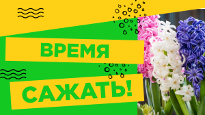 САМОЕ ВРЕМЯ ВЫСАЖИВАТЬ ГИАЦИНТЫ!