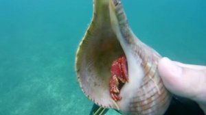 Пушистый рак-отшельник.