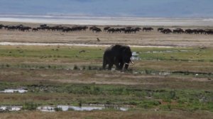 Танзания, Сафари Tanzania Safari