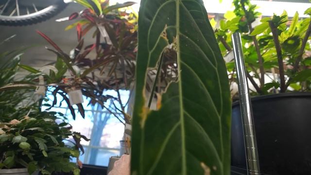 Shopping at Lowes & The Home Depot || Plant Updates || Saturday Vlog смотреть онлайн