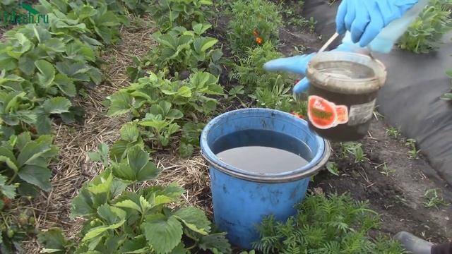 Как подкормить садовую землянику (клубнику) во время цветения и плодоношения. - 7dach