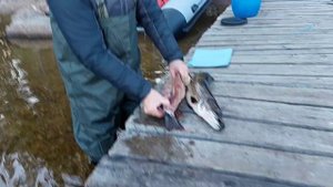 Рыбалка на Пяозере. Часть вторая.