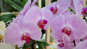 Цветение орхидей на балконе. Пышное цветение орхидей. Домашнее цветение орхидей.Орхидеи цветут.