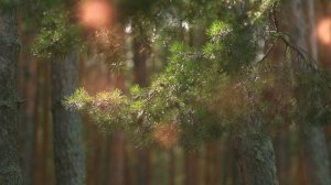 Уроки созерцания ― выставка одежды с орнаментами народа ханты