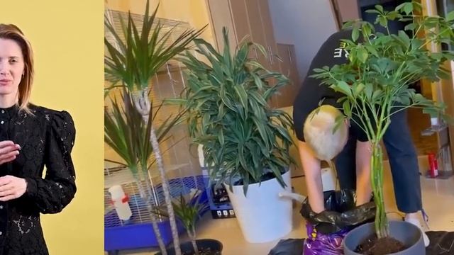 БОЛЬШАЯ пересадка крупномеров { СУРДОПЕРЕВОД } Растения из офиса, которые заливали чаем и кофе