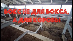 Устройство бокса для коров (подробно, с размерами)