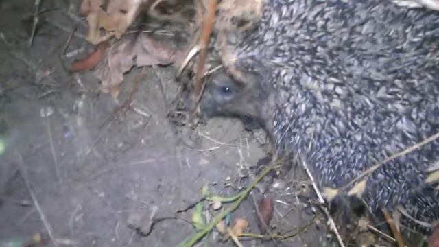 Ёжик. Дача 2016 год. смотреть онлайн