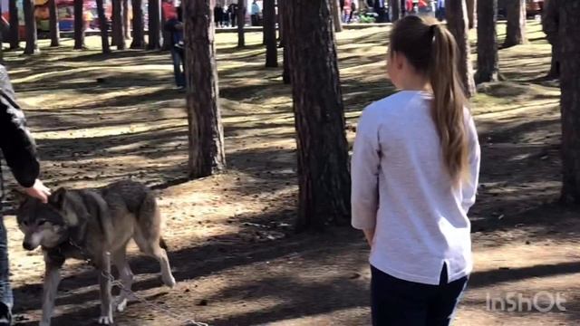 Парк Гагарина Челябинск. Ручные животные. смотреть онлайн