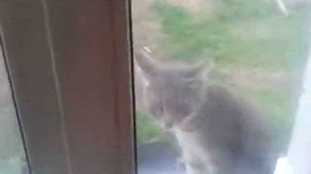 Кошка заходит в дом:)) смотреть онлайн