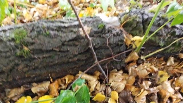 я узнала это Коралловый гриб вырос на пне в деревне 03.09.2021г. Ежовик коралловидный