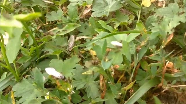 вылет маток муравьев (the departure of the Queens of ants) смотреть онлайн