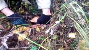 Груздь в поиске груздей