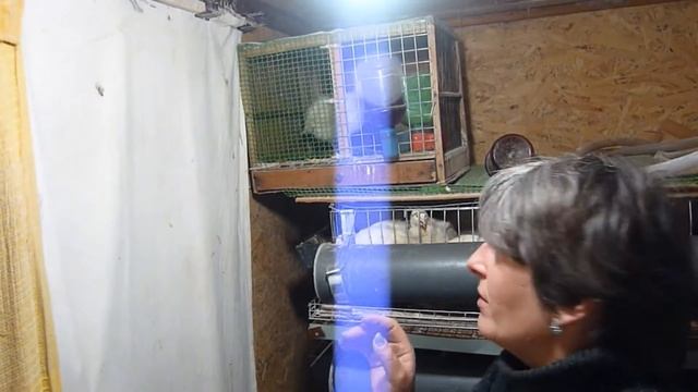 ПЕРЕПЕЛА через сколько дней начинают нестись\Стоит ли ждать больше положенного времени\мой результа