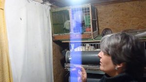 ПЕРЕПЕЛА через сколько дней начинают нестись\Стоит ли ждать больше положенного времени\мой результа