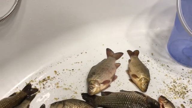 Как почистить карася. Чистим карасей. Как почистить рыбу смотреть онлайн