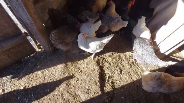 Как повысить яйценоскость кур зимой и долма)))