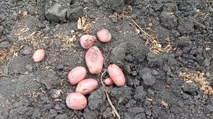 Засухоустойчивый,урожайный и очень вкусный сорт картофеля.