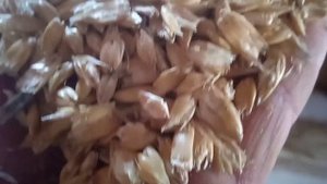 Плющилка зерна. Работа и из чего сделана устройство , кратко.
