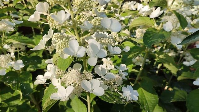 Цветение метельчатой гортензии УАЙТ ЛЕДИ (Подмосковье) смотреть онлайн