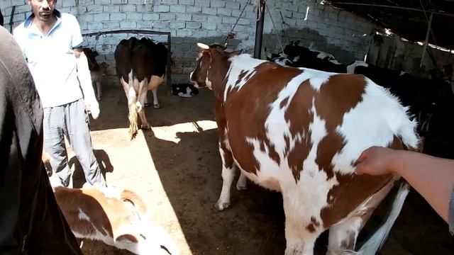 Мол бозор  Fуночинчахои бе оча. Модаговхои ширдори оча-бача савдо шуд. #Молбозори Хучанд