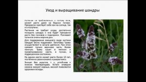 Шандра