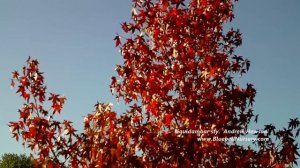 Liquidambar styraciflua 'Andrew Hewson' (Sweet Gum Tree)