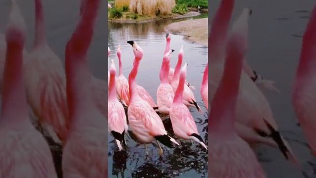 Animal Facts | Andean Flamingo #shorts