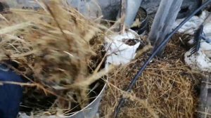 Сено резка и сено