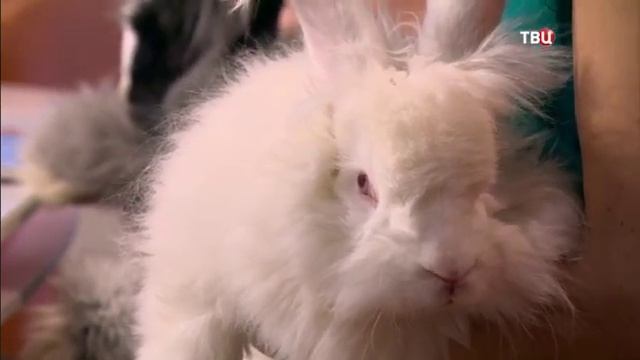 Терапия животными. Ангорские кролики. Пух-подушкин на ТВ смотреть онлайн