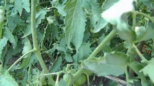 Томат Гордость Марины.