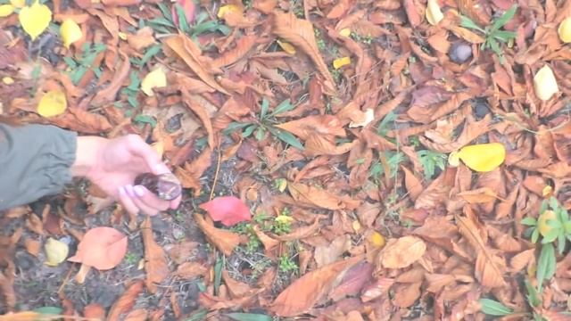 ОСЕННЯЯ ПРОГУЛКА | VLOG смотреть онлайн