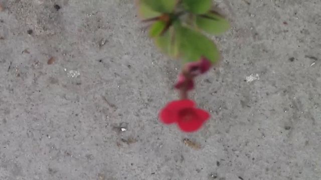 Canon LEGRIA HF R26 HD Result - Video Test 1080p смотреть онлайн