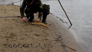 Как поймать осетра