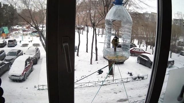 Птичья кормушка онлайн. #кормушки #птицы #зима