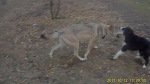 #ВолкВоланд с новой подружкой