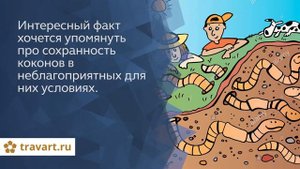 Коконы червя Старатель. Разведение червей. ТРАВАРТ 2708