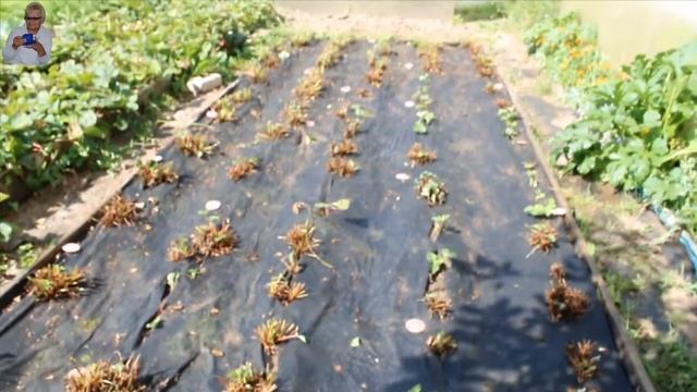 Клубника молодая и старая. Урожай лука и чеснока, томатов и болгарского перца. смотреть онлайн