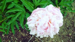peonomania, pink clouds peonies flowers ? ? ?  пиономания , розовые облака цветов пионов