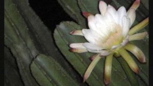 Cactus Cereus night bloom beautiful white flowers. Кактус цереус. Ночные цветы