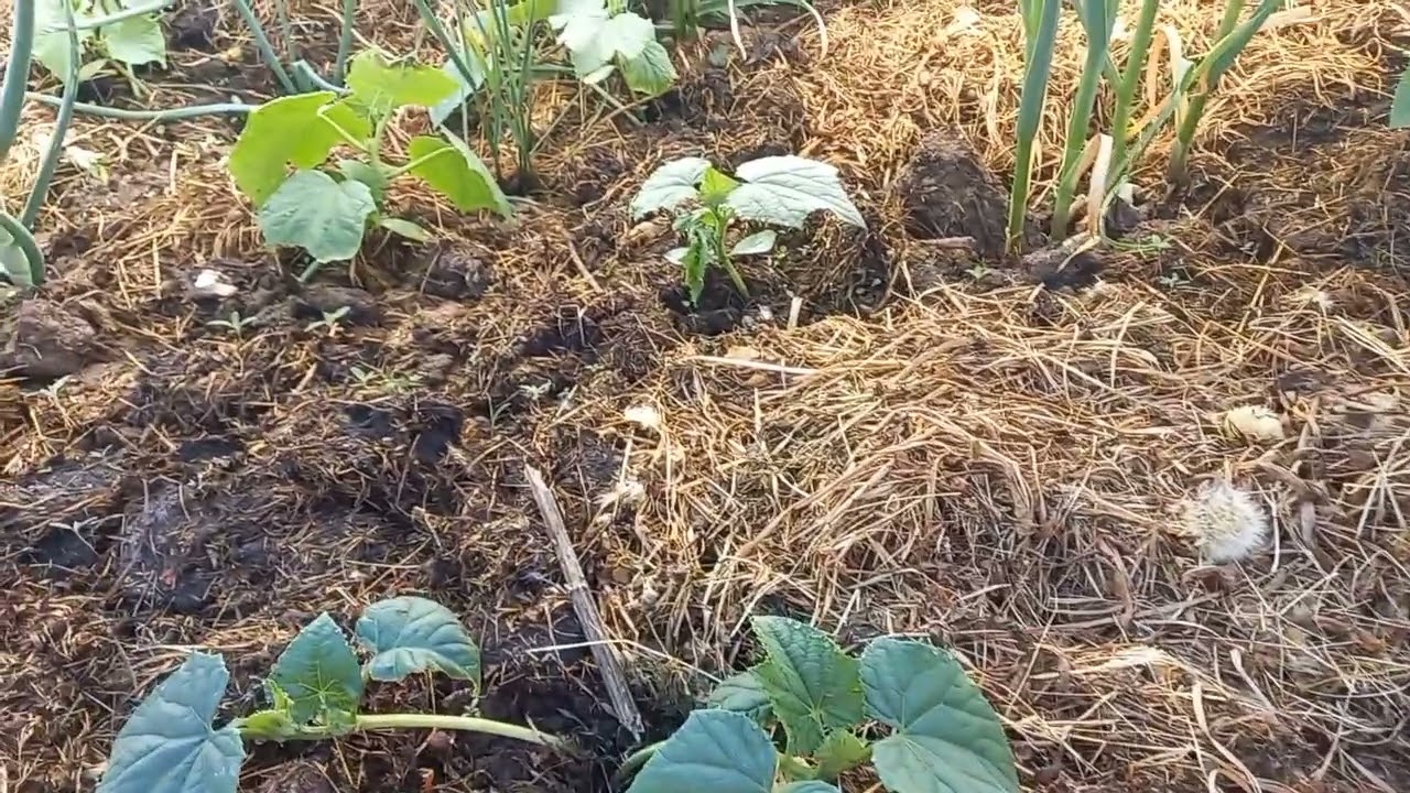 Мульчирование грядок- залог хороших  урожаев!!! h8uk2II4Y2E смотреть онлайн