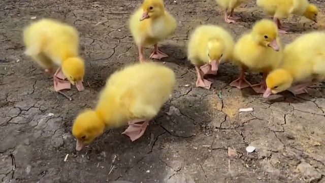 Подсаживаем купленных гусят к гусыне с ее гусятами смотреть онлайн