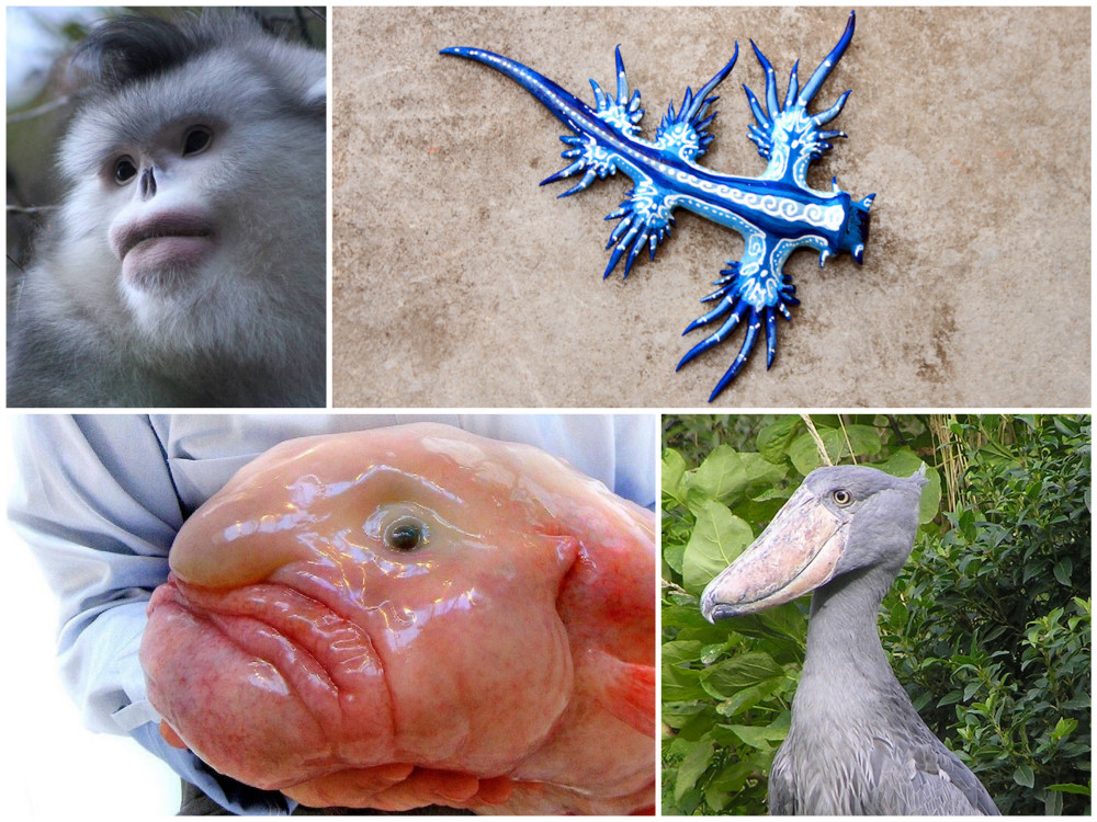 Вид живого. Необычные животные земли. Самые странные существа на нашей планете. Интересные формы животных.