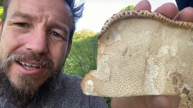 Dryads Saddle - Foraging Wild Mushrooms смотреть онлайн