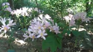 Naked Ladies growing below house