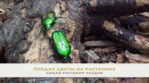 Жуки могут сьесть весь урожай, как бороться с жуками на даче. Майский жук